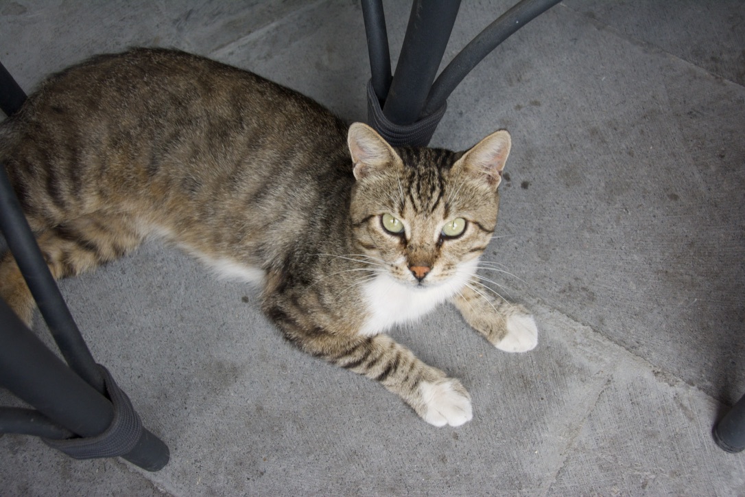 Tabby cat in Istanbul