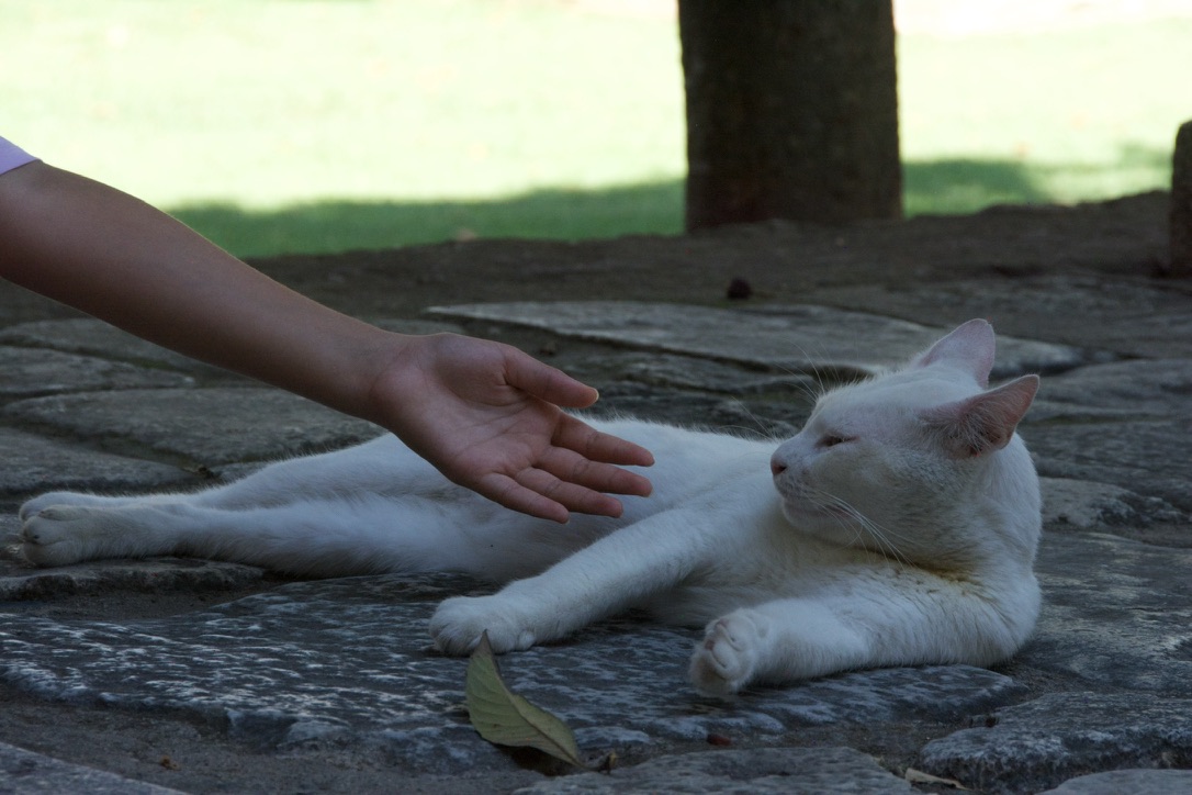 White cat in Istanbul